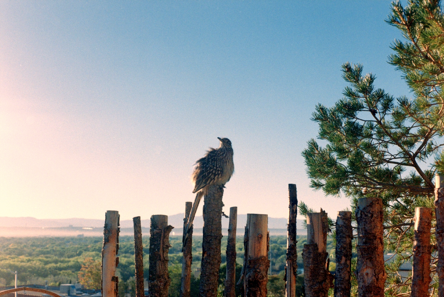 Film positive after conversion - showing natural colors and proper exposure