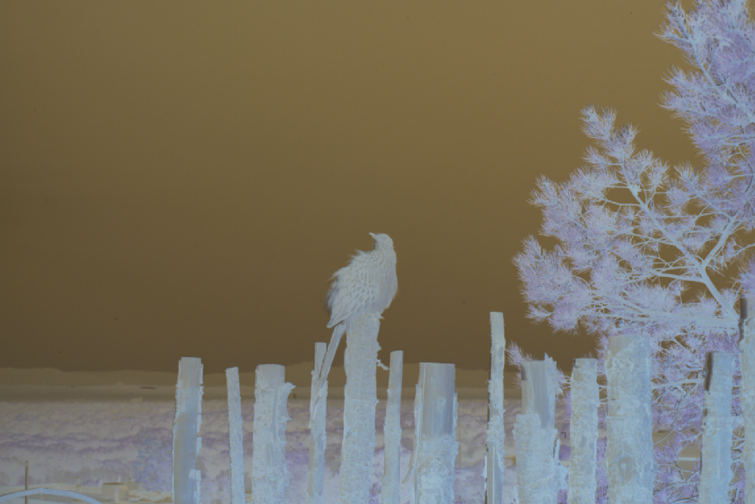 Film negative before conversion - showing inverted colors and film carrier